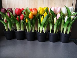 cserepes gumi tulipán