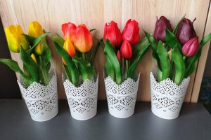 cserepes gumi tulipán