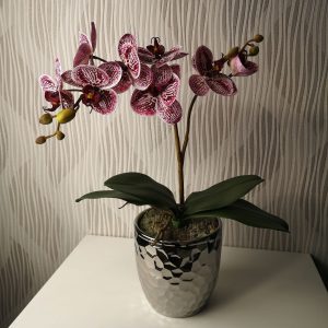 Gumis szirmú orchidea kaspóban