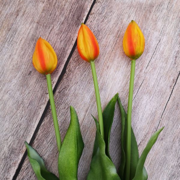 Gumi tulipán szálas bimbós 40 cm