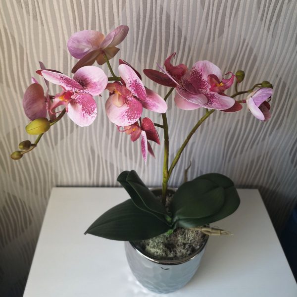 Gumis szirmú orchidea kaspóban
