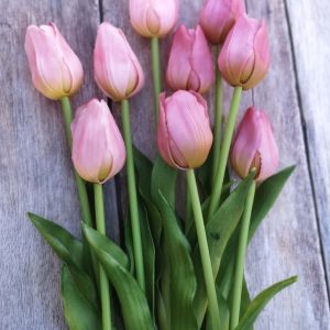 Gumi tulipánok