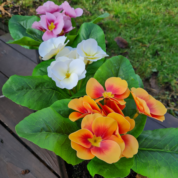 Élethű primula mű balkon növény 6 színben