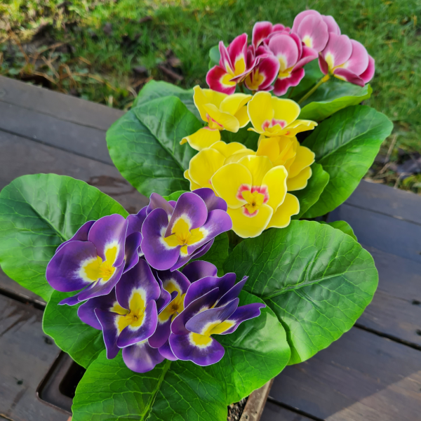 Élethű primula mű balkon növény 6 színben