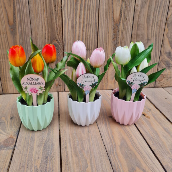 Nőnapi cserepes gumi tulipán kaspóban 5 szál